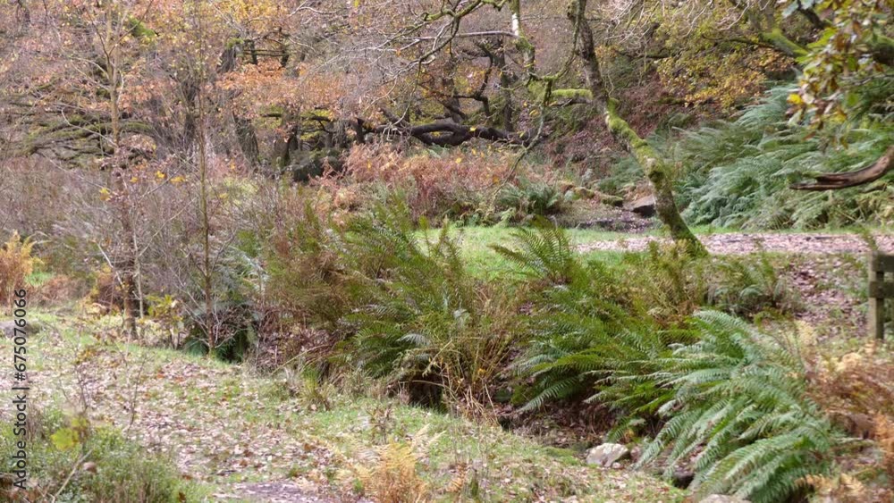 Tranquil winter woodland scene: slow stream, golden oaks, and fallen leaves create a peaceful and relaxing environment. Tranquil winter woodland scene: slow stream, golden oaks, and fallen leaves create a peaceful and relaxing environment.