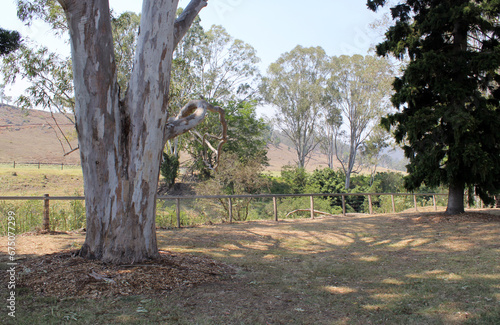 Trees and a fence at EM Tilley Park near Rathdowney in Queensland, Australia photo