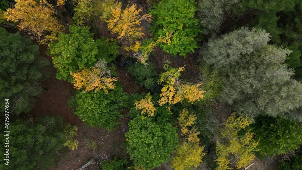 Treetops in autumn. Forest in autumn. Aerial view rising with rotation. Golden colors in the forest. Andalusia. Spain. Treetops in autumn. Forest in autumn. Aerial view rising with rotation. Golden colors in the forest. Andalusia. Spain.