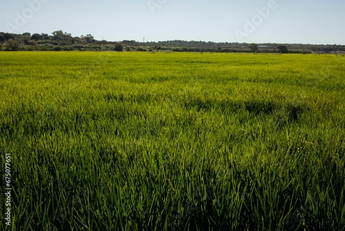 Idyllic rural scene featuring a lush  verdant green grass field on a sunny day