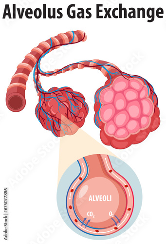 Science Education: Human Respiratory System Anatomy and Gas Exchange