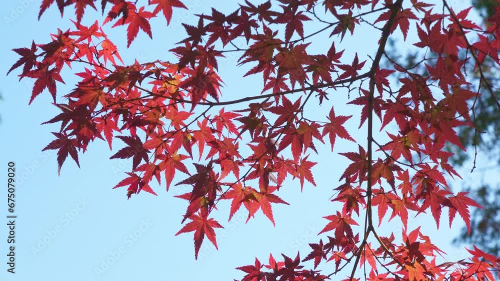 Japanese autumn leaves swaying in the wind. Blue sky. Japanese autumn leaves swaying in the wind. Blue sky.