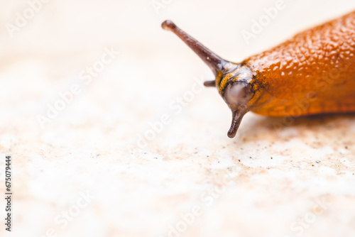 a brown slug crawls on the ground in a close up shot
