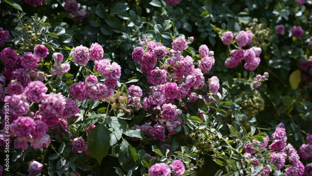 Obraz premium Close-up of a bush with vibrant pink climbing roses and lush green foliage in the background
