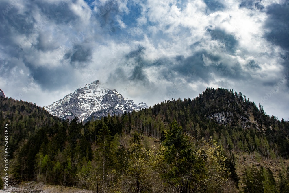 Mountain range framed by lush pine trees.