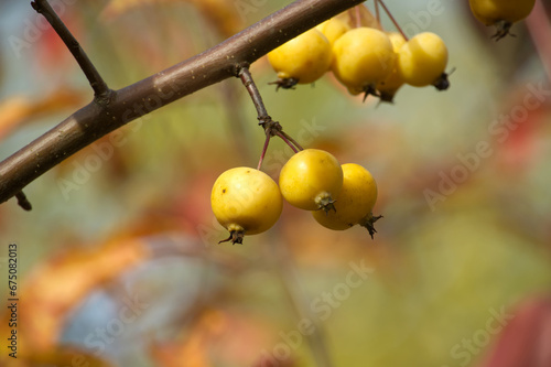 Yellow wild apples surrounded by vibrant leaves