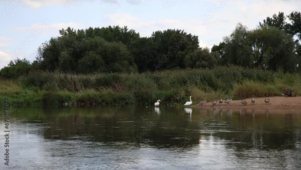 Geese family seen on river bank from passing boat in Europe Geese family seen on river bank from passing boat in Europe