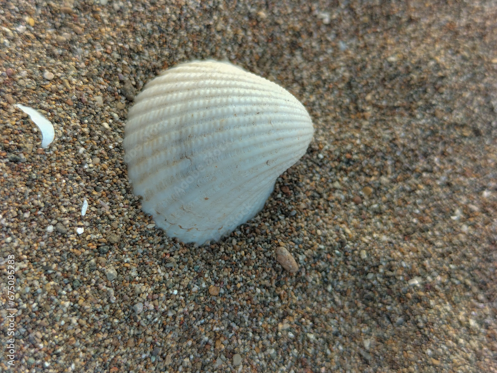 White seashell on the sand. Indonesian beach. Selective focus.
White seashell on the sand. Indonesian beach. Selective focus.