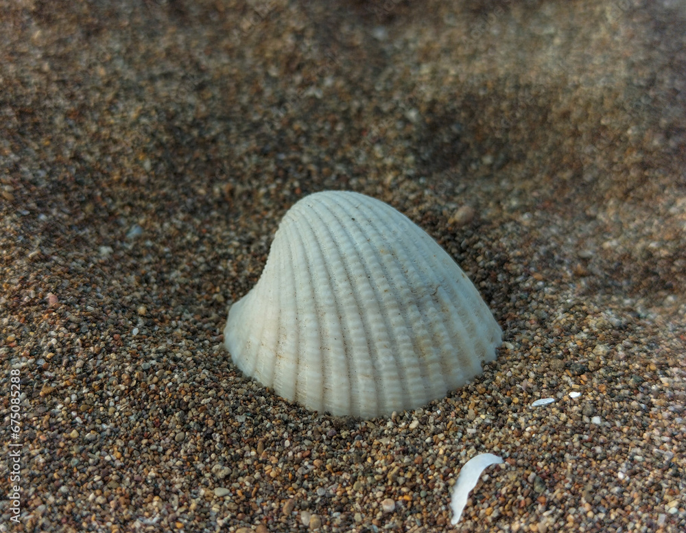 White seashell on the sand. Indonesian beach. Selective focus.
White seashell on the sand. Indonesian beach. Selective focus.