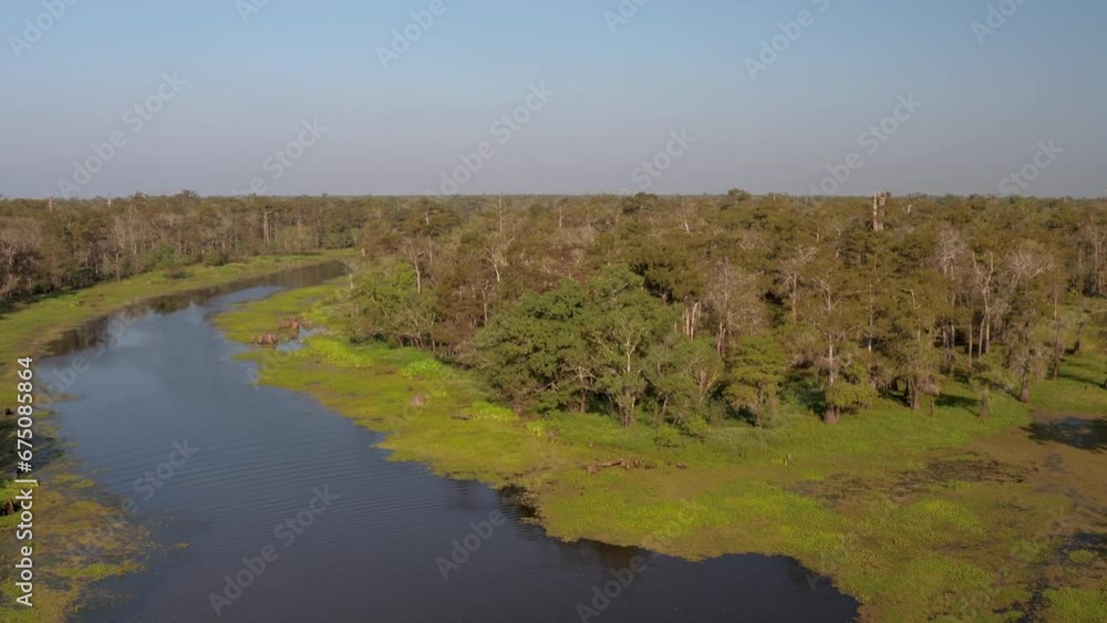 Aerial Shot Of Atchafalaya River Amidst Forest On Landscape, Drone Flying Downwards On Sunny Day - Bayou, Louisiana Aerial Shot Of Atchafalaya River Amidst Forest On Landscape, Drone Flying Downwards On Sunny Day - Bayou, Louisiana