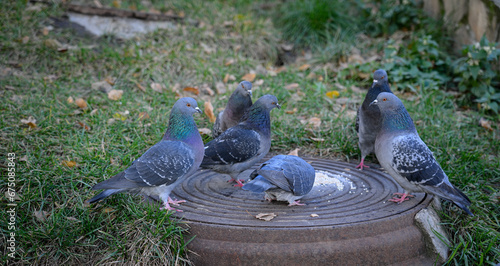 Blue pigeons on the collector lid peck at scattered bread crumbs.