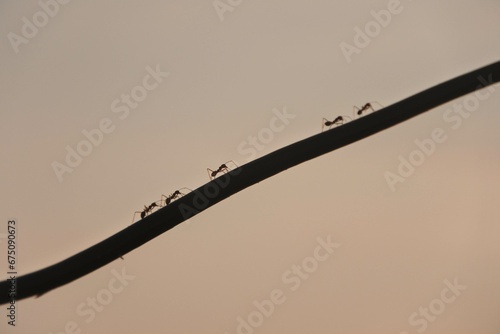 Ants are marching across a frayed cable.