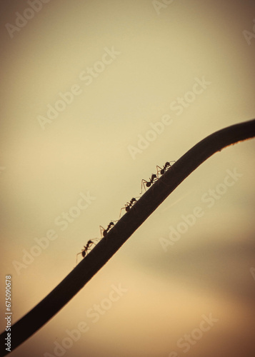 Ants are marching across a frayed cable. © Handoko