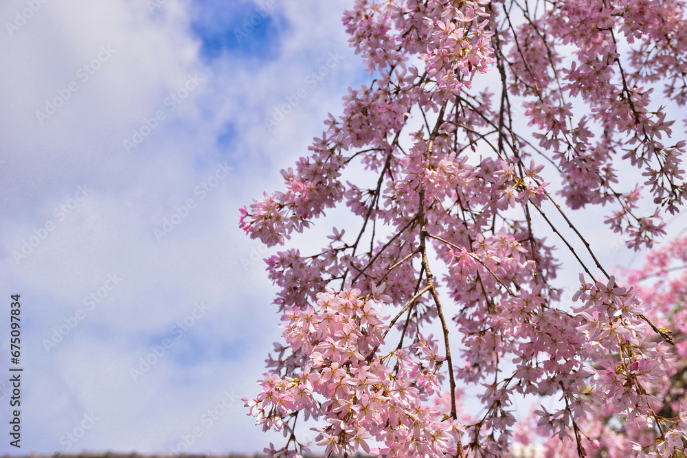 京都 水火天満宮 青空に映える美しい枝垂れ桜 コピースペースあり(日本京都府京都市)Kyoto Suika Tenmangu Shrine Beautiful weeping cherry blossoms that shine against the blue sky Copy space available (Kyoto City, Kyoto Prefecture, Japan) 京都 水火天満宮 青空に映える美しい枝垂れ桜 コピースペースあり(日本京都府京都市)Kyoto Suika Tenmangu Shrine Beautiful weeping cherry blossoms that shine against the blue sky Copy space available (Kyoto City, Kyoto Prefecture, Japan)