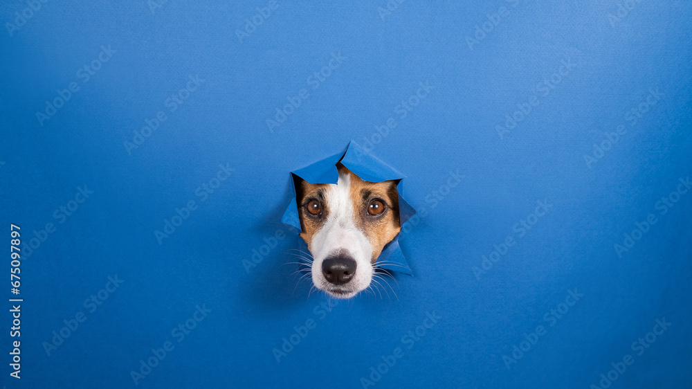 Funny dog jack russell terrier leans out of a hole in a paper blue background. Funny dog jack russell terrier leans out of a hole in a paper blue background.