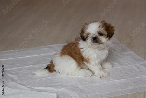 A cute Shih Tzu puppy sits on a diaper where he went to pee. Close-up. Selective focus. Copyspace