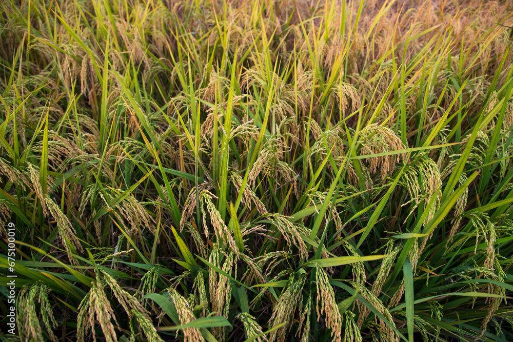 Top view grain rice field agriculture landscape Top view grain rice field agriculture landscape