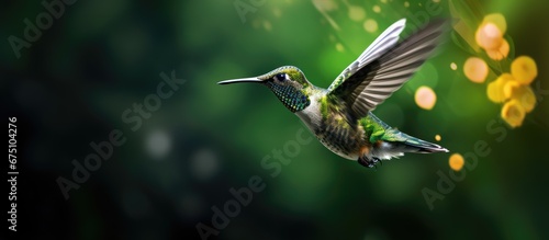 The beautiful hummingbird also known as a colibri gracefully flies through the isolated forest its vibrant green and blue colors blending perfectly with the natural background Its patterned  © TheWaterMeloonProjec