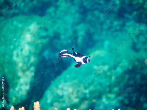 ヒリゾ浜の美しいエンタクミドリイシ（テーブルサンゴ）と可愛いマダラタルミ（フエダイ科）の幼魚。

静岡県伊豆半島賀茂郡南伊豆町中木から渡し船で渡るヒリゾ浜にて。
2023年10月28日水中撮影。

A Cute Black snapper juvenile in Beautiful Table coral.

HIRIZO Beach, Nakagi, South IZU, Kamo-gun, I photo