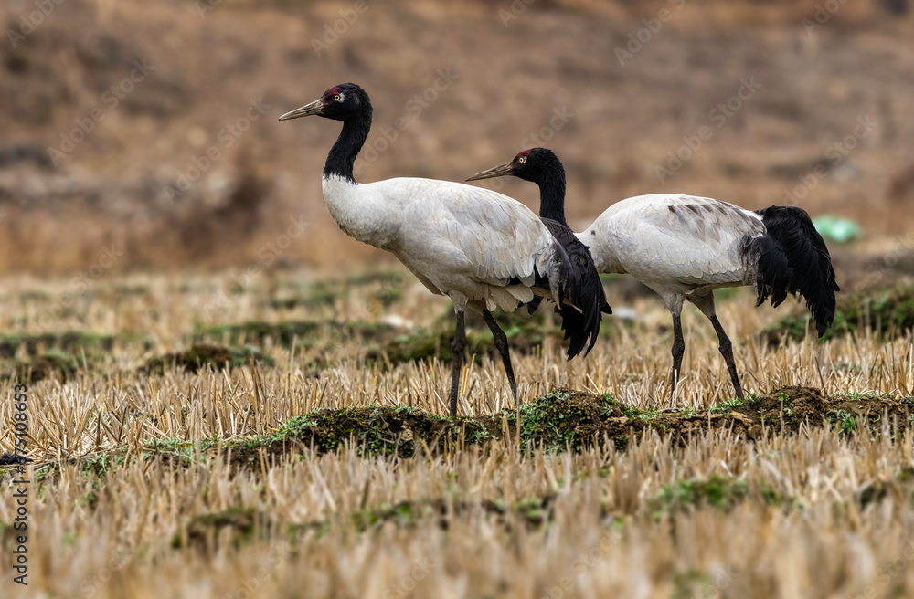 A pair of black necked cranes in their natural habitat while on their migratory journey 
