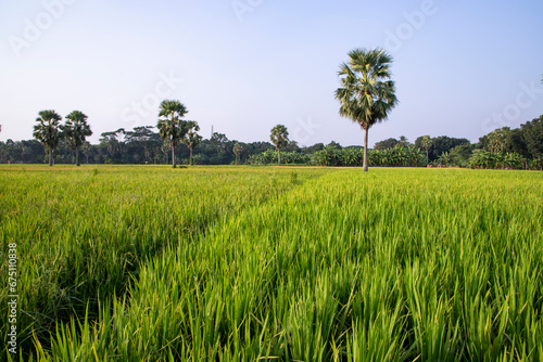 agriculture Landscape view of the grain rice field in the countryside of Bangladesh