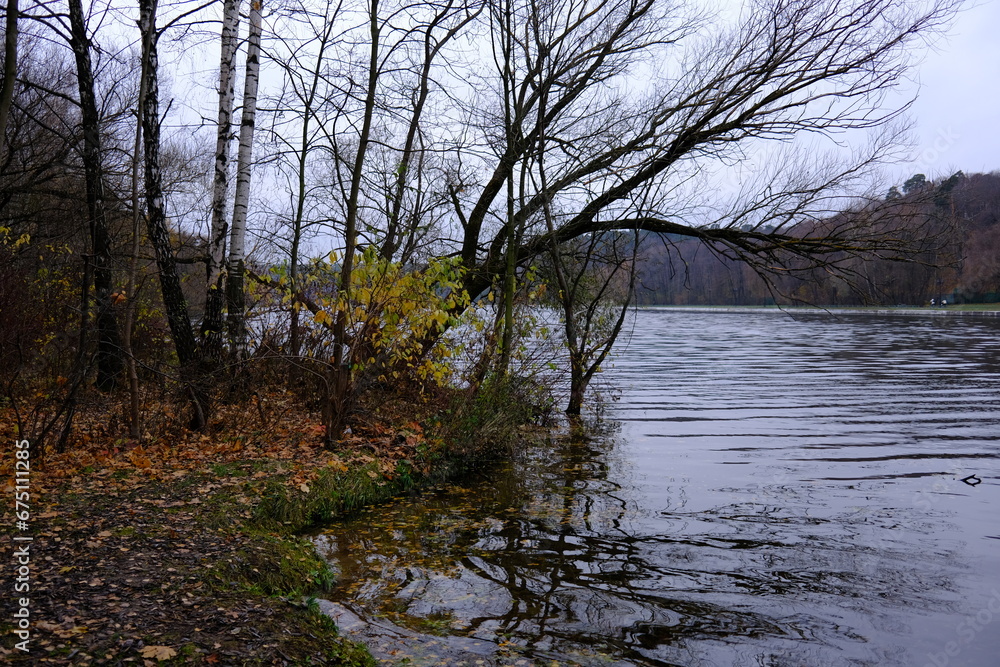 Obraz premium A bare willow tree leaned over the riverbank in autumn.