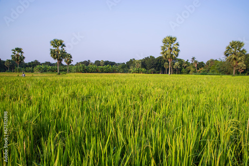 agriculture Landscape view of the grain rice field in the countryside of Bangladesh