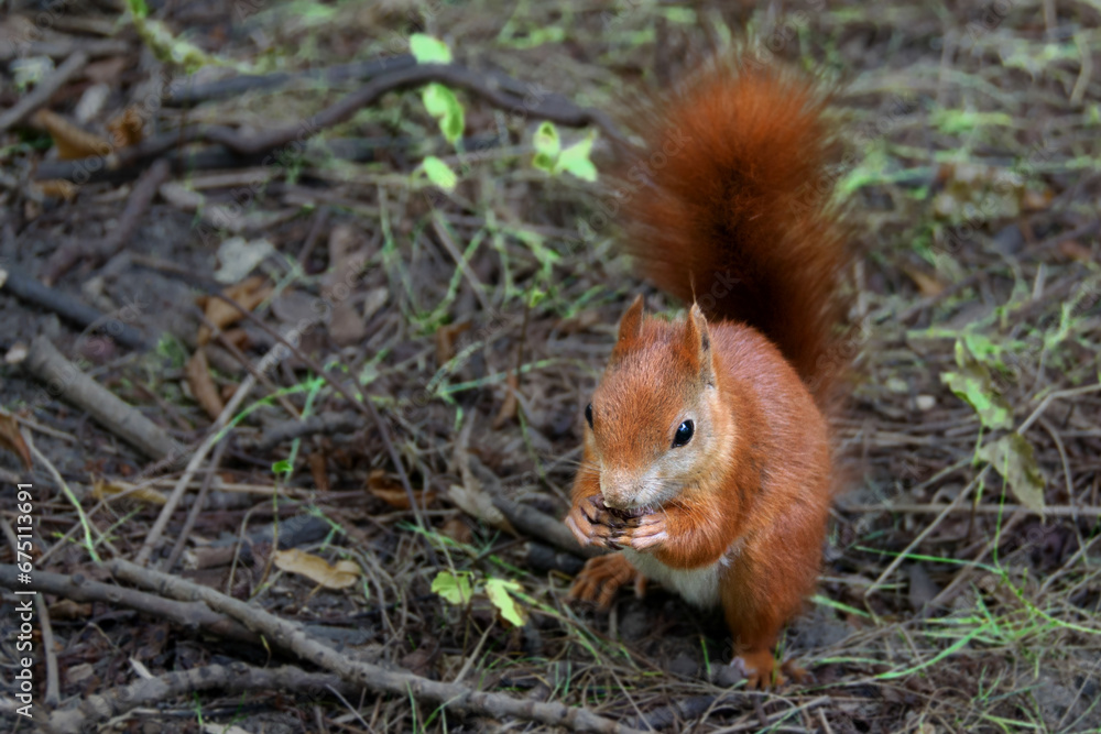 a red squirrel in a clearing takes a nut from a hand. a red squirrel in a clearing takes a nut from a hand.