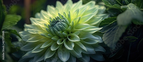 In the beautiful garden surrounded by lush green foliage a closeup of a natural flower captures the intricate details of its exquisite flora reminding us of the endless beauty of nature