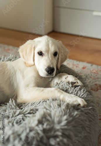 Fototapeta Naklejka Na Ścianę i Meble -  A puppy of a golden retriever is resting in a dog bed.