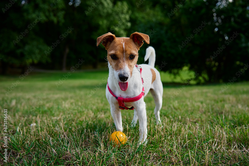 Active dog playing with toy ball on green grass at summer day. Pet walking in park. Jack Russell terrier portrait