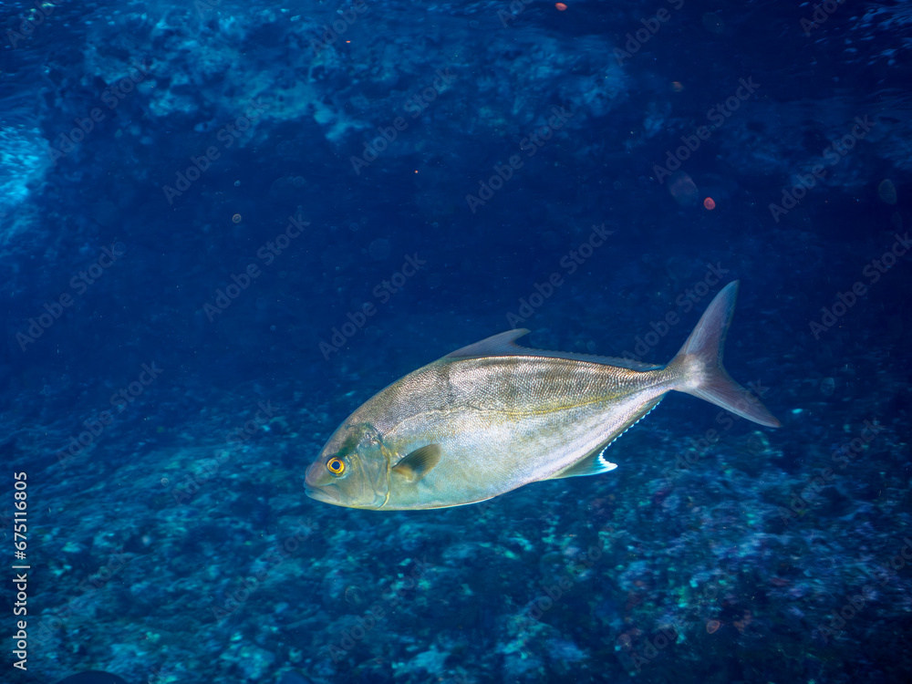 Fototapeta premium ヒリゾ浜の美しいカンパチ（アジ科）他。静岡県伊豆半島賀茂郡南伊豆町中木から渡し船で渡るヒリゾ浜にて。 2023年10月28日水中撮影。Beautiful Greater amberjack and others.HIRIZO Beach, Nakagi, South IZU, Kamo-gun, Izu Peninsula, Shizuoka, Japan, Photo Taken 