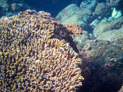 ヒリゾ浜の美しいエンタクミドリイシ（テーブルサンゴ）と可愛いセダカギンポ（イソギンポ科）とホシゴンベ（ゴンベ科）の幼魚。静岡県伊豆半島賀茂郡南伊豆町中木から渡し船で渡るヒリゾ浜にて。 2023年10月28日水中撮影。A Cute Leopard blenny and Blackside hawkfish juveniles in Beautiful Table coral.HIRIZO