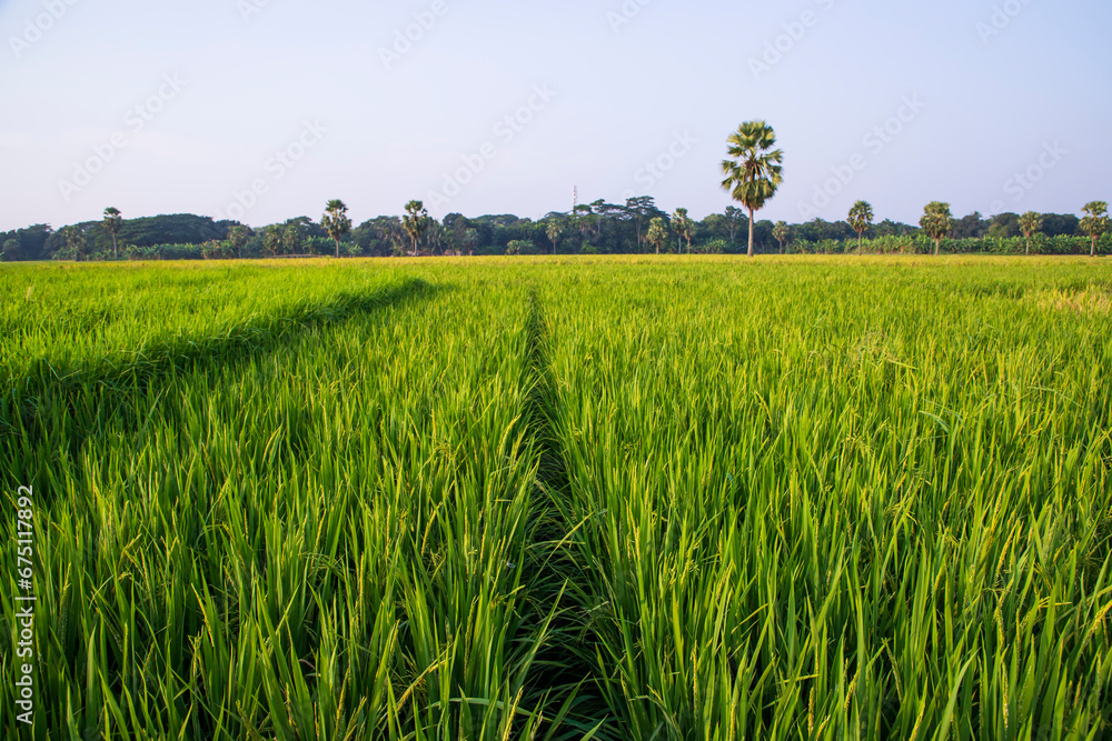 agriculture Landscape view of the grain rice field in the countryside ...