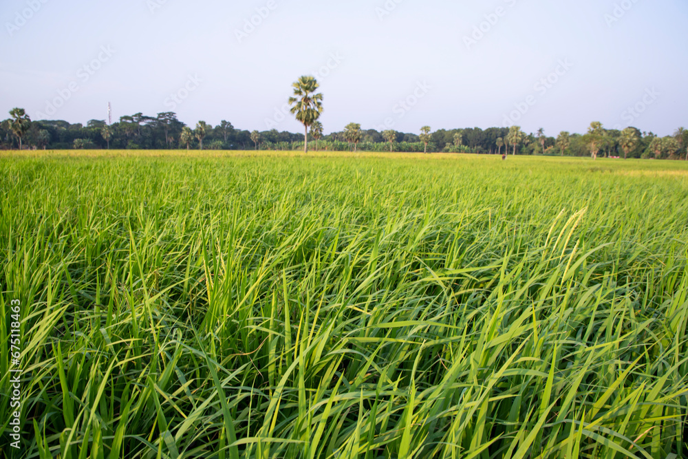 agriculture Landscape view of the grain rice field in the countryside of Bangladesh agriculture Landscape view of the grain rice field in the countryside of Bangladesh