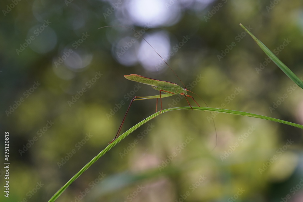 Tettigoniidae found in forests and grasslands. Tettigoniidae found in forests and grasslands.