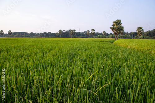 agriculture Landscape view of the grain rice field in the countryside of Bangladesh