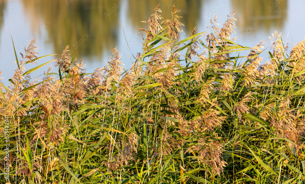 Reeds grow on a lake in nature Reeds grow on a lake in nature