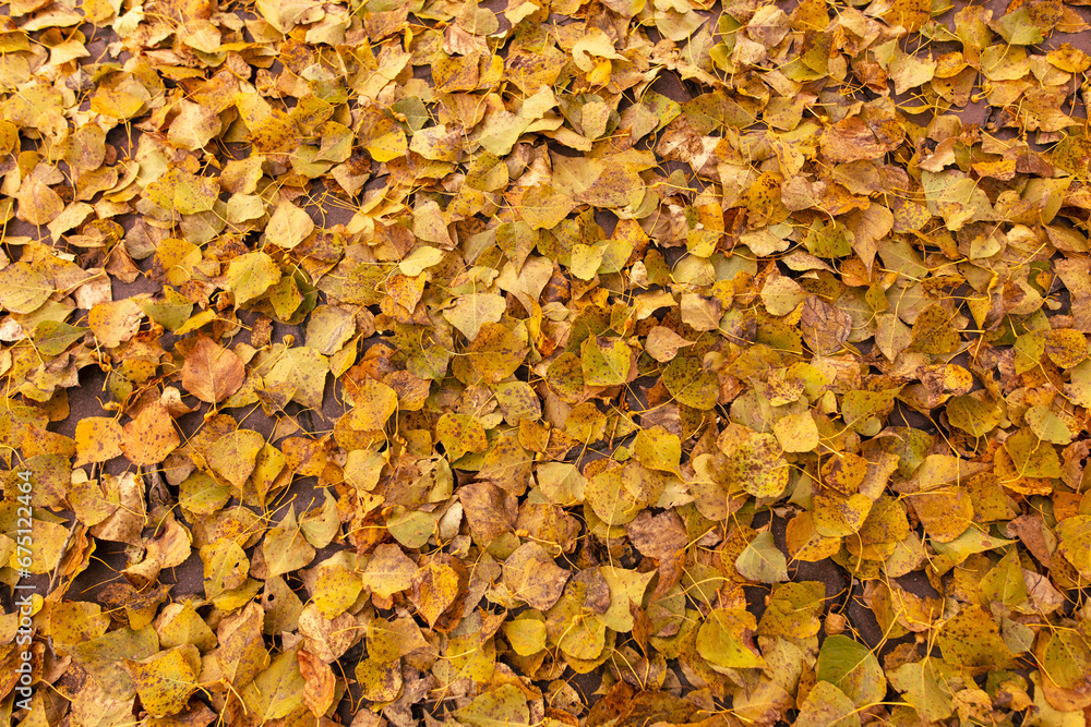 Fallen leaves from a tree on the ground as a background. Autumn Fallen leaves from a tree on the ground as a background. Autumn