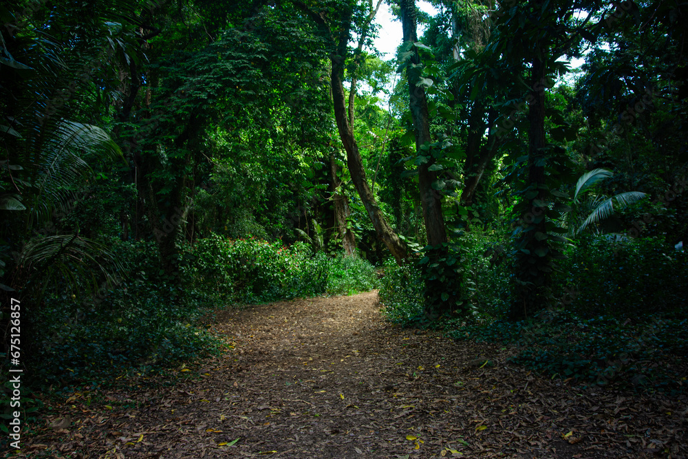 Beautiful green pathway in the wild jungle forest in Maui, Hawaii. Tropical plants and foliage covers a scenic trail with light at the coming through at the end of the path
