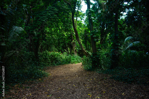 Beautiful green pathway in the wild jungle forest in Maui  Hawaii. Tropical plants and foliage covers a scenic trail with light at the coming through at the end of the path