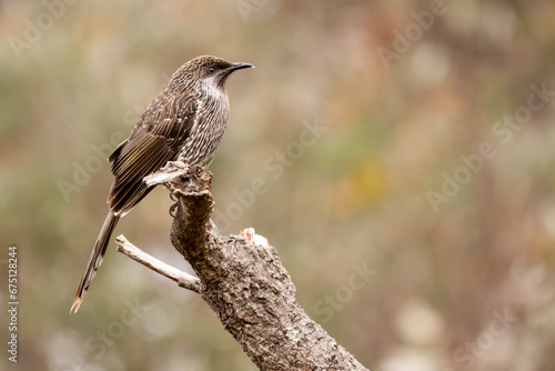 Little wattlebird perched on a branch photo