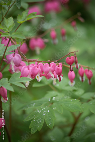 Flower Broken heart, heart of Jeanette. Blooming Bush in the garden after the rain. Dicentra. Vertical frame. © Olga