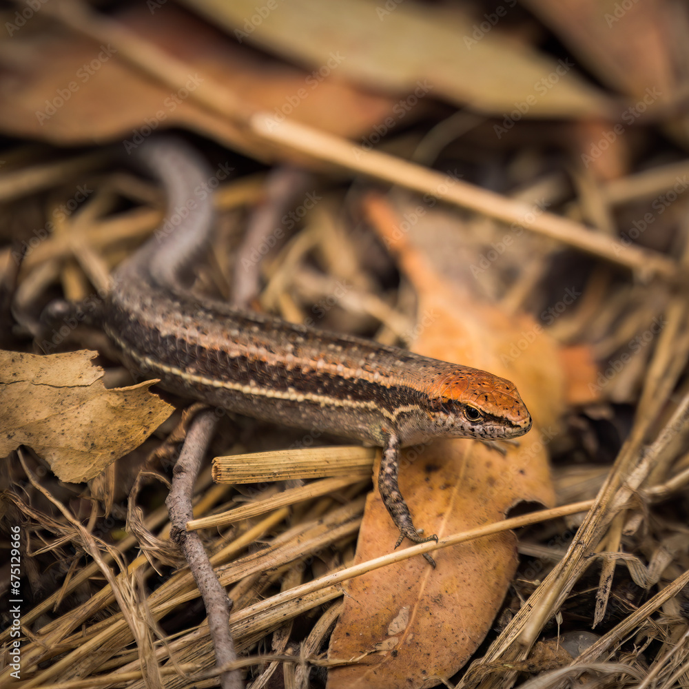 Fototapeta premium Garden skink lizard sitting in leaves and grass