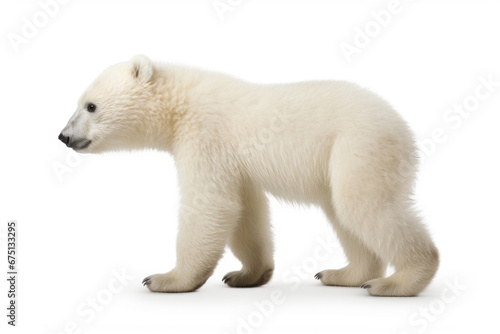 Polar bear cub on white background