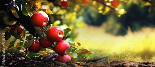 In the summer enjoying bountiful nature I sat beneath a tall tree admiring the vibrant green leaves that signaled the arrival of autumn and plucked a red apple from the fruitful garden The h photo