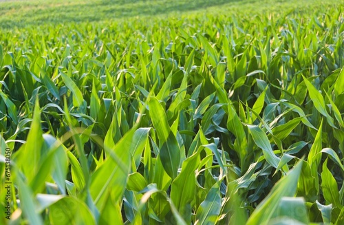 green corn field, zielone pole kukurydzy