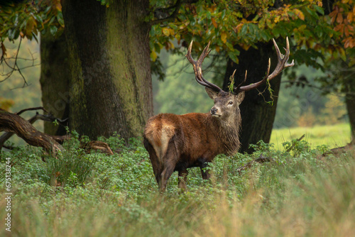 A male red deer stag standing in front of trees. He has grass on his antlers and is looking back over his shoulder. His coat is wet after heavy rain