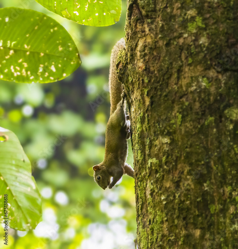 Horribilis squirrel in its natural habitat on a tree in Manas National Park, Assam , India photo