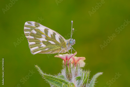 small white butterfly on pink flower, Pontia chloridice, Small Bath White